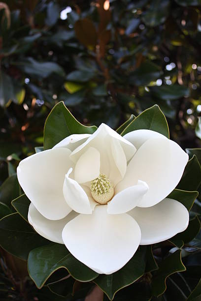 schöne weiße magnolien blüte im sommer, italien - sweet magnolia tree blossom white stock-fotos und bilder