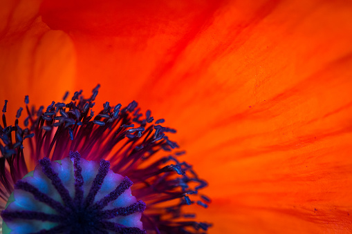 Low angle close-up of Blooming California Poppy (Eschscholzia californica) wildflowers.\n\nTaken in Santa Cruz, California, USA