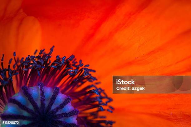 Poppy Background Stock Photo - Download Image Now - Macrophotography, Flower, Close-up