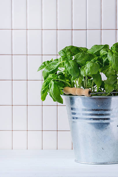 Basil in pot