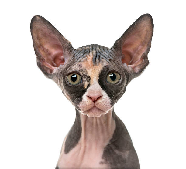 istock Close up of a Sphynx kitten isolated on white 513130210