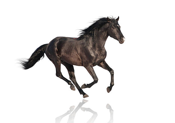 istock isolate of the black horse on the white background 513130624
