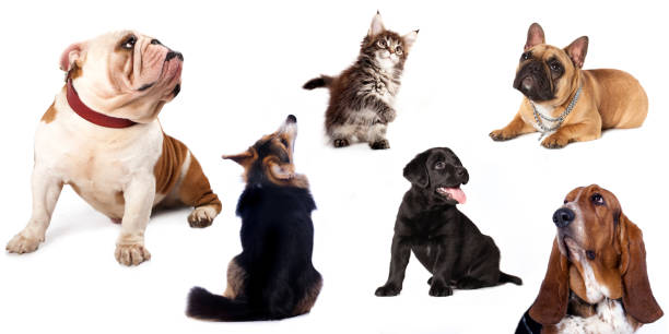 istock group  of dogs and  cat , set 513131318