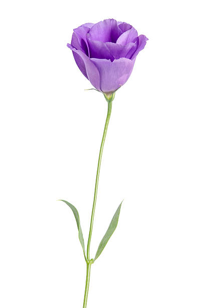 istock Beauty violet flower isolated on white. Eustoma 513132002