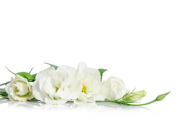 istock Beautiful eustoma flowers isolated on white background 513132020
