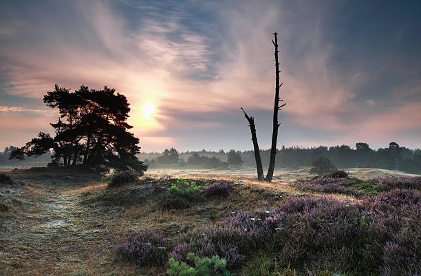 istock misty summer sunrise on dunes 513132090