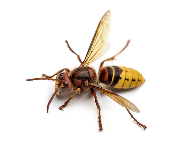 Hornet isolated on white Hornet isolated on white wasp photos stock pictures, royalty-free photos & images