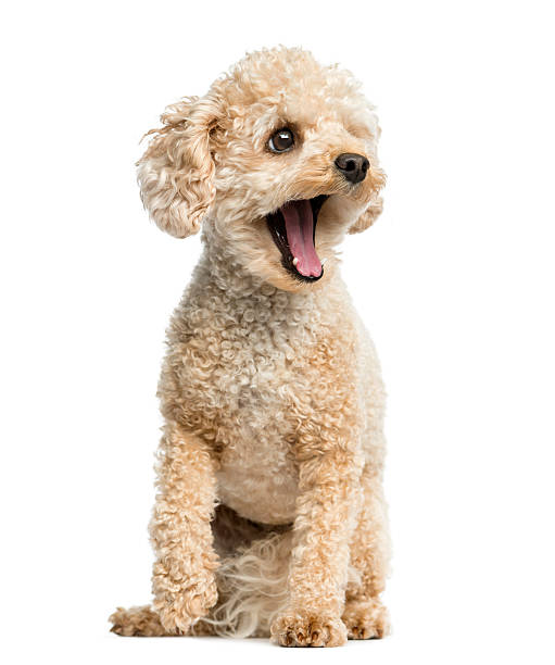 istock Poodle yawning in front of a white background 513133562
