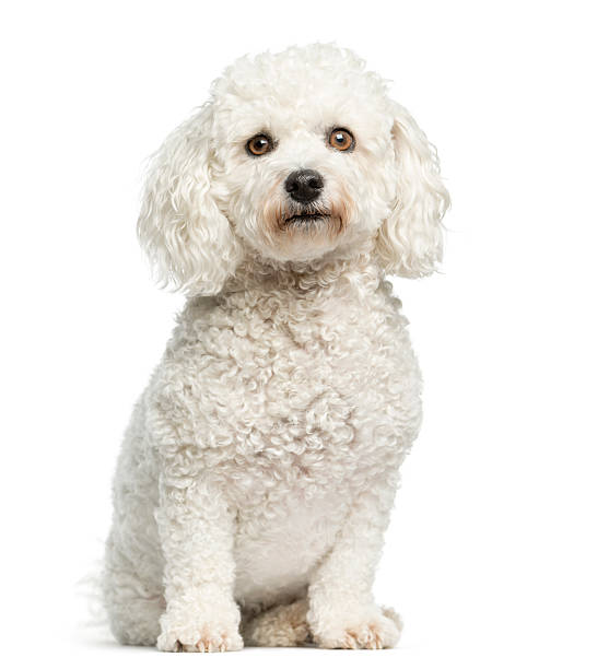 istock Maltese sitting in front of a white background 513133616