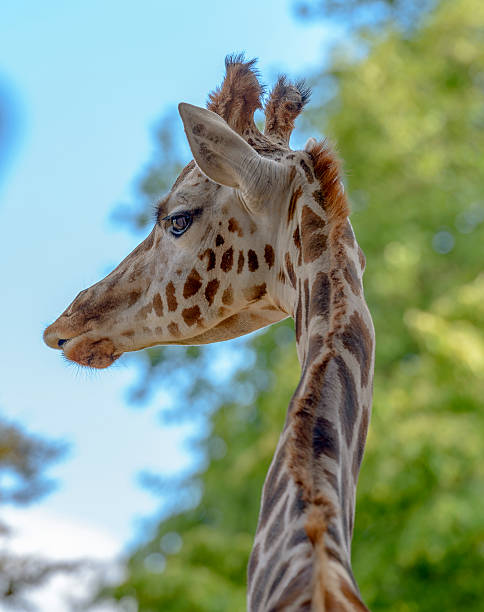 istock Portrait of a funny giraffe 513133751
