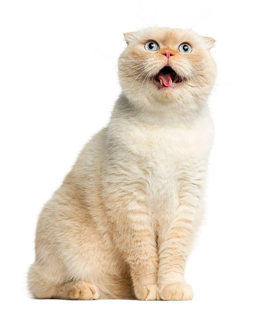 gatto seduto nella parte anteriore di uno sfondo bianco - miagolare foto e immagini stock