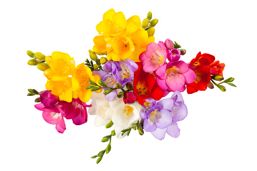 A close-up of a pink freesia flower on a white background.