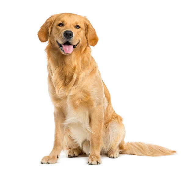 in golden apportierhund sitzend vor ein weißer hintergrund - einzelnes tier fotos stock-fotos und bilder