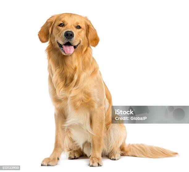 Oro Retriever Sentado En Frente De Un Fondo Blanco Foto de stock y más banco de imágenes de Perro - Perro, Labrador dorado, Fondo blanco