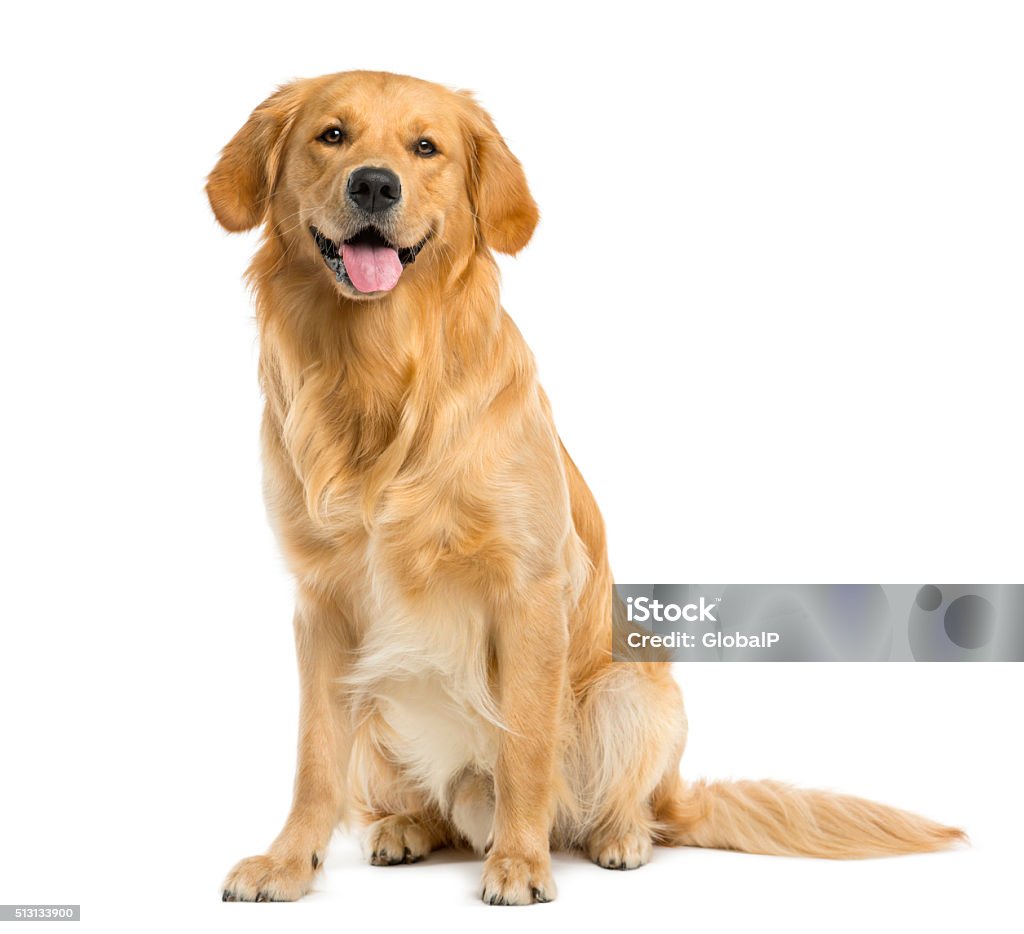Golden Retriever sitting in front of a white background Dog Stock Photo
