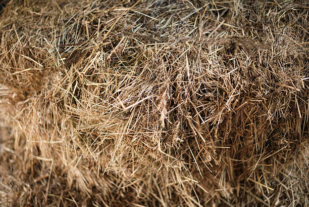 istock Texture hay closeup in color. 513133908