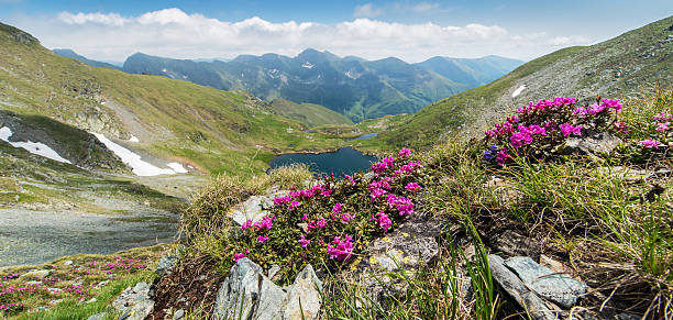 istock Pastoral scenery in the Alps 513134023