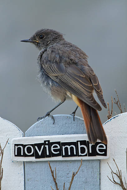 istock Bird perched on a fence decorated with the word November 513135223