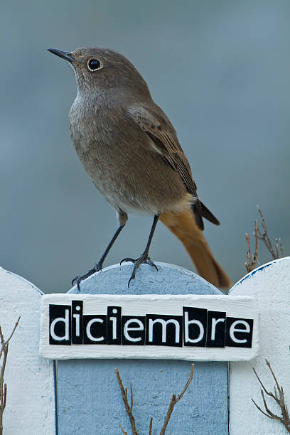 istock Bird perched on a December decorated fence 513135227