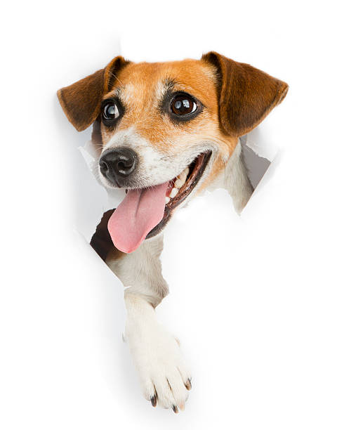 istock poster ad with Jack Russell Terrier 513135343