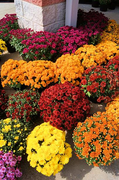 istock Chrysanthemums for sale 513135697