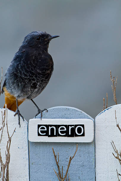 istock Bird perched on a January decorated fence 513136237