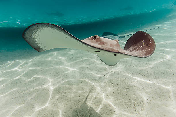 Free picture: Blotched fantail stingray (Taerniura meyeni), a bottom ...