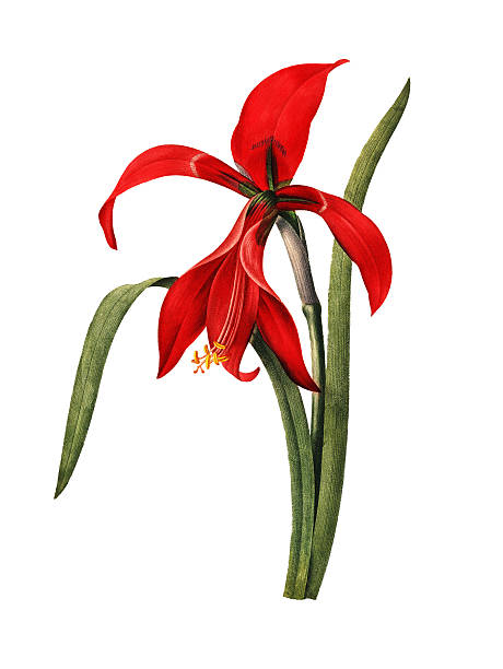 amaryllis /redoute 花のイラスト - lily nature flower macro点のイラスト素材／クリップアート素材／マンガ素材／アイコン素材
