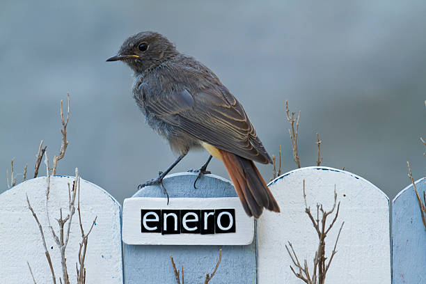 istock Bird perched on a January decorated fence 513137697