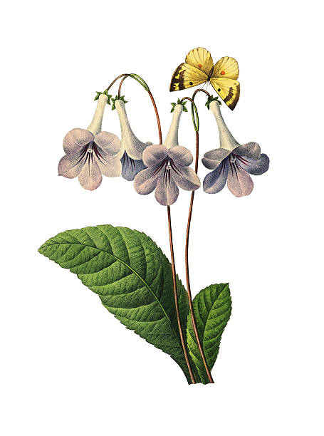 gloxinia/redoute flower ilustracje - gloxinia stock illustrations