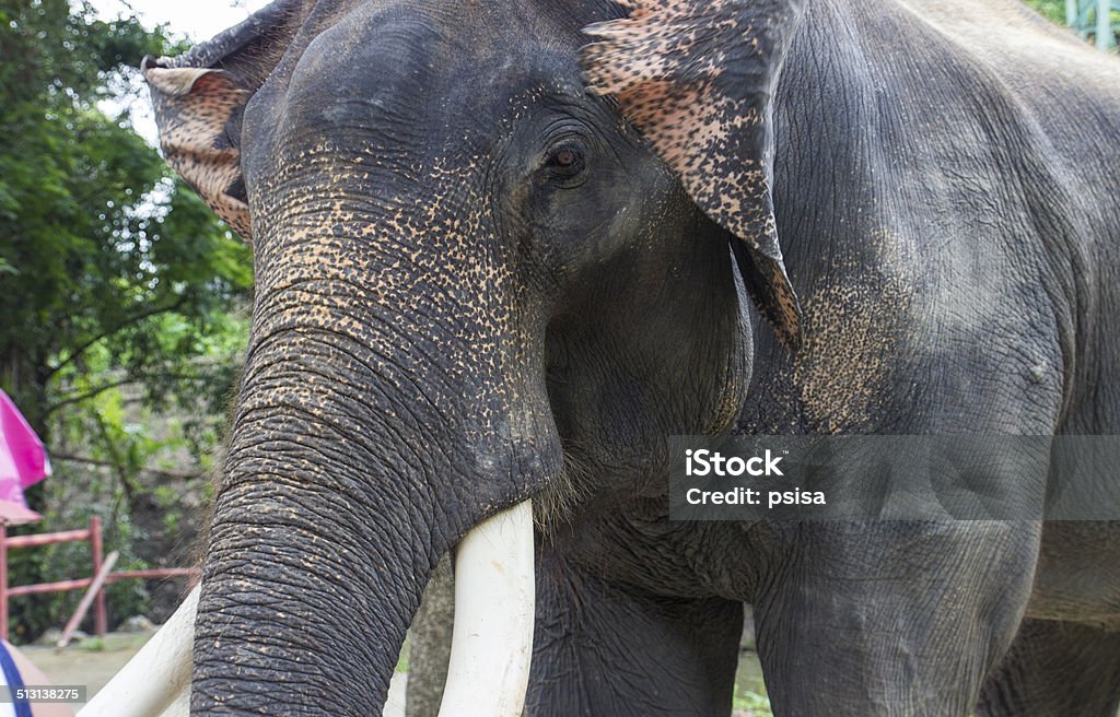 asian elephant with ivory the side of asian elephant with ivory Animal Stock Photo
