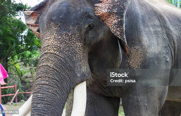 Asian Elephant With Ivory Stock Photo - Download Image Now - Animal, Animal Body Part, Animal Head