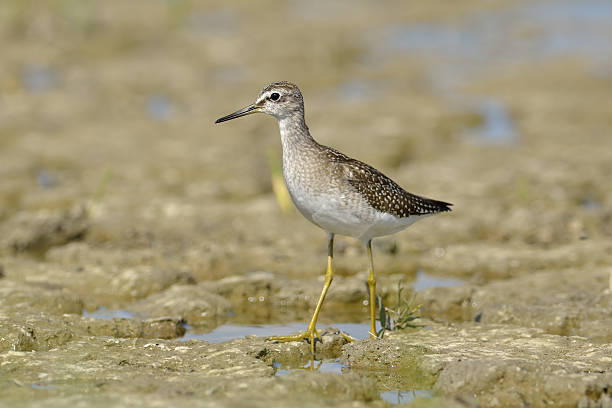 istock Green sandpiper in natural habitat ( Tringa ochropus) 513138619