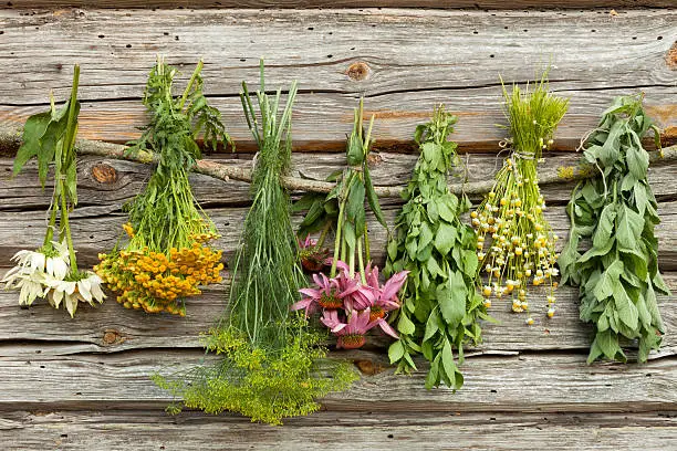 Drying fresh medical herbs: echinacea,tansy,dill,mint,melissa officinalis,chamomile.