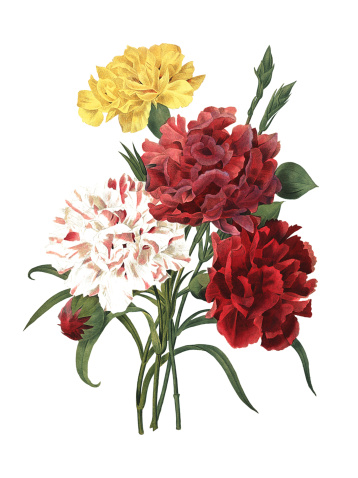 High resolution illustration of a carnation. Engraving by Pierre-Joseph Redoute. Published in Choix Des Plus Belles Fleurs, Paris (1827).