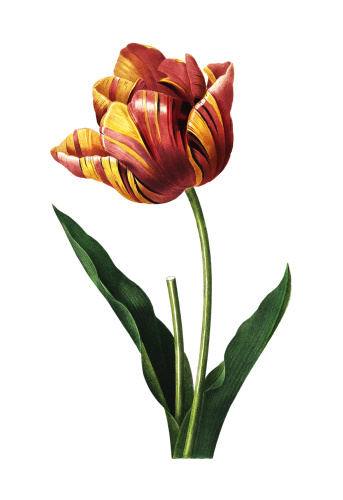 High resolution illustration of a tulip, isolated on white background. Engraving by Pierre-Joseph Redoute. Published in Choix Des Plus Belles Fleurs, Paris (1827).