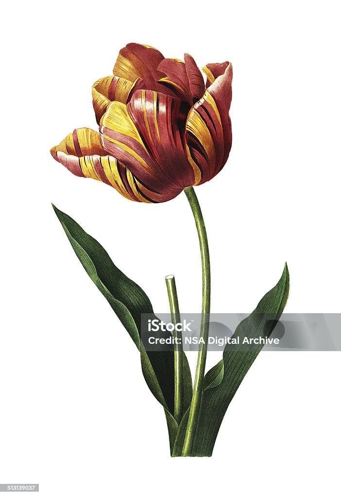 Tulip | Redoute Flower Illustrations High resolution illustration of a tulip, isolated on white background. Engraving by Pierre-Joseph Redoute. Published in Choix Des Plus Belles Fleurs, Paris (1827). Tulip stock illustration