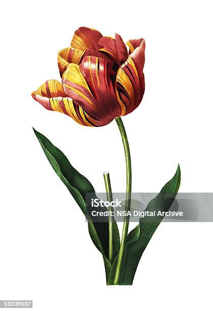 Tulip Redoute Flower Illustrations Stock Illustration - Download Image Now - Tulip, Old-fashioned, Retro Style