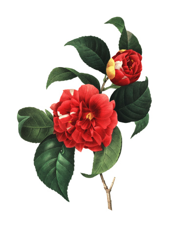 High resolution illustration of a Camellia japonica, also called Rose of winter. Engraving by Pierre-Joseph Redoute. Published in Choix Des Plus Belles Fleurs, Paris (1827).