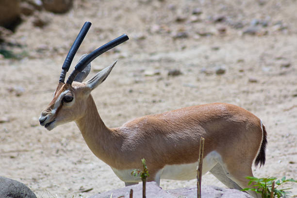istock Gazelle walking in the Sun 513139297