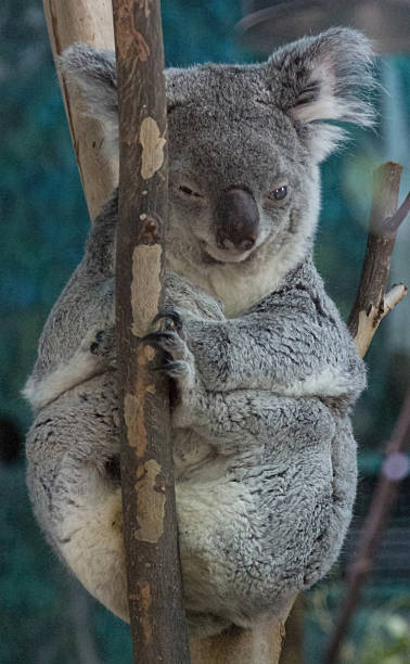 istock Koala relaxed in the branches of a tree 513139349