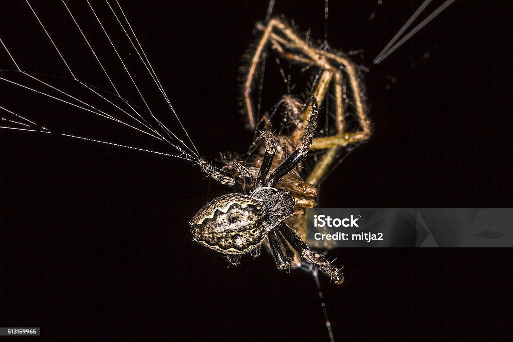 Spider on the net. House spider (Tegenaria domestica) on the net. Arachnid Stock Photo