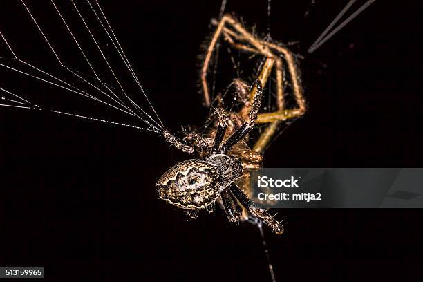 Spider On The Net Stock Photo - Download Image Now - Arachnid, Black Background, Brown