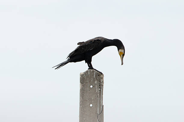 Comorant standing on a concrete pillar overlooking the ocean.