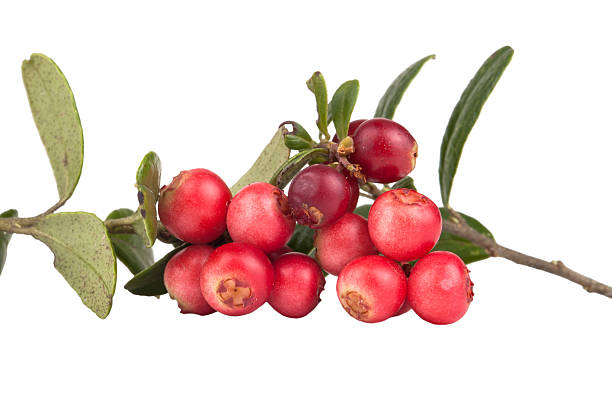 istock Two twig forest cowberry isolated on white background 513160481