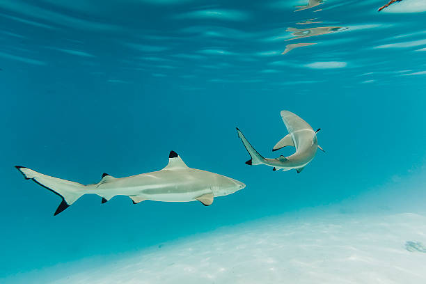 istock Two Blacktip Reef Sharks in Clear Blue Water 513161925
