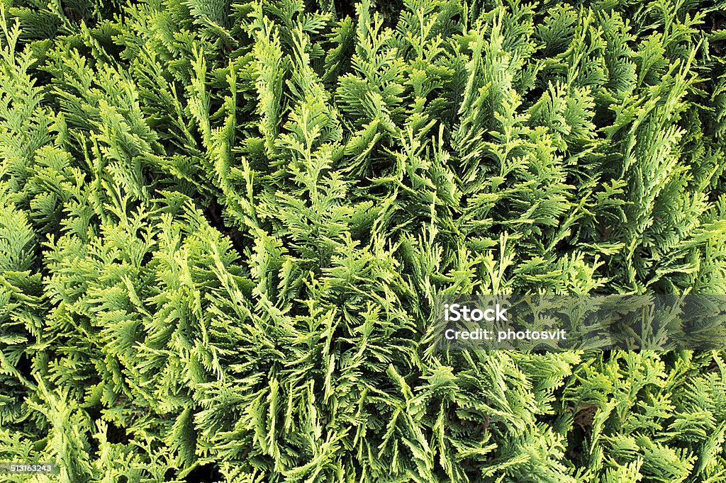 Thuja occidentalis background, texture Thuja occidentalis is an evergreen coniferous tree, in the cypress family Cupressaceae, which is native to the northeast of the United States and the southeast of Canada American Arborvitae Stock Photo