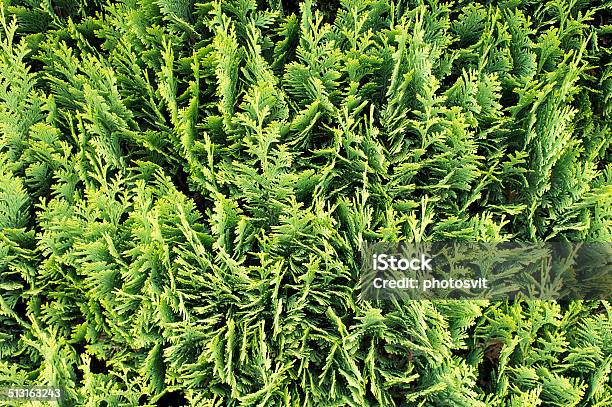 Thuja Occidentalis Background Texture Stock Photo - Download Image Now - American Arborvitae, Botany, Branch - Plant Part