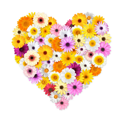 Valentine heart bouquet made out of daisy flowers, isolated on white background.
