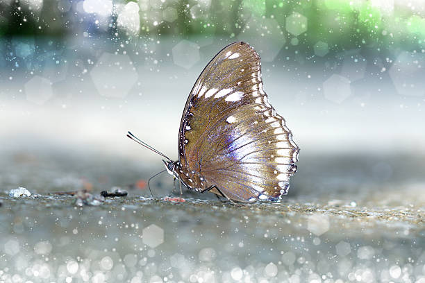 istock Butterfly feeding on the ground 513164377